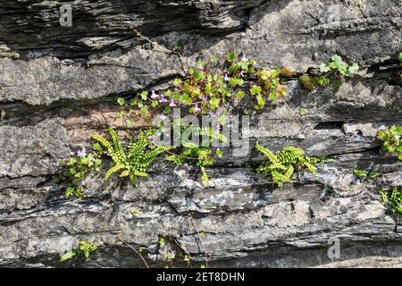 Le lin laqué d'Ivy (Cymbalaria muralis) et les fougères de l'épleenwort (Asplenium trichomanes) qui poussent sur un mur d'ardoise, au pays de Galles, au Royaume-Uni Banque D'Images