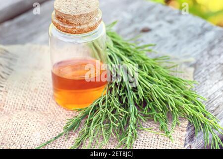 Plante d'herbe médicinale commune d'Horsetail avec extrait d'huile essentielle distillée et perfusion dans une carafe en verre. Également Equisetum arvense. Isolé sur le dos blanc Banque D'Images