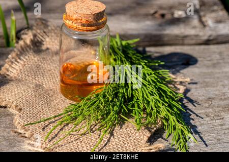 Plante d'herbe médicinale commune d'Horsetail avec extrait d'huile essentielle distillée et perfusion dans une carafe en verre. Également Equisetum arvense. Isolé sur le dos blanc Banque D'Images