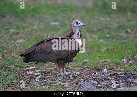 Vulture à capuchon (Necrosyrtes monachus) immature au sol regardant Wando Genet, Ethiopie Avril Banque D'Images