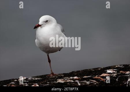 Le goéland à bec rouge est le goéland le plus courant de la côte néo-zélandaise. Ils sont presque blancs mais les couvre-manteau, dos et ailes sont gris pâle. Banque D'Images