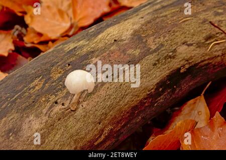 Champignon rosegill soyeux poussant sur une branche tombée Banque D'Images