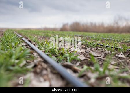 Culture des céréales d'hiver dans les zones arides avec irrigation goutte à goutte. Banque D'Images