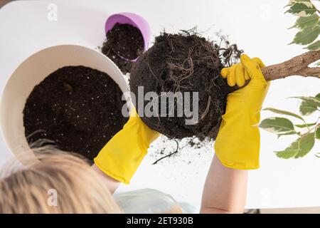 les mains des femmes en jaune tiennent une plante de maison pour la transplantation. Banque D'Images