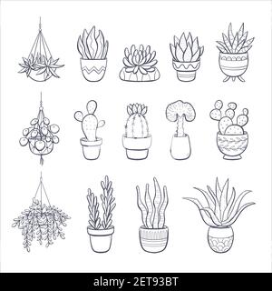 Collection de succulents dessinés à la main et de cactus isolés sur fond blanc. Ensemble de 14 plantes décoratives en pot. Illustration de l'effet vectoriel. Illustration de Vecteur