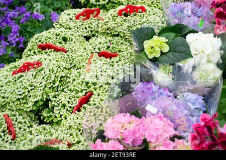 Faites des emplettes avec une variété de fleurs de printemps colorées. Selaginella et hortensia, bouquets de fleurs pour les vacances, fond lumineux Banque D'Images