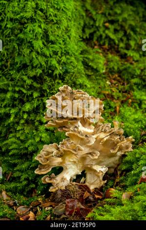 Le corps de fructification d'un polypore géant (Meripilus giganteus) qui pousse à la base d'un arbre couvert de mousse dans la New Forest, Hampshire. Octobre. Banque D'Images