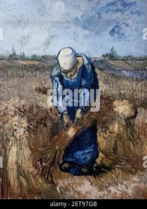 Femme paysanne liant les bâches (après millet) - mon rêve. Banque D'Images