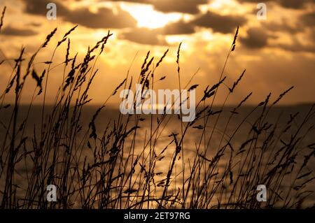 Le soleil se couchant sur le Solent a vu des fleurs d'herbe détourées à Milford on Sea, Hampshire. Octobre. Banque D'Images