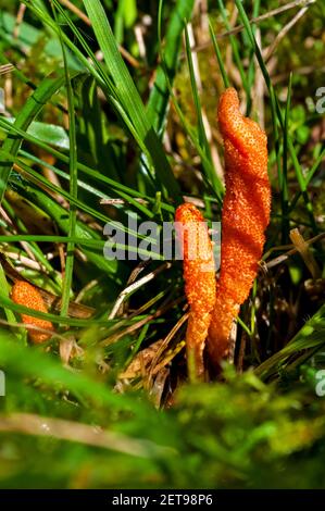 Des corps de fruits de caterpillarclubs de scarlet (Cordyceps milaris) qui poussent dans les prairies du domaine de Longshaw dans le parc national de Peak District, Der Banque D'Images