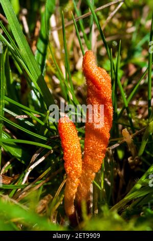 Des corps de fruits de caterpillarclubs de scarlet (Cordyceps milaris) qui poussent dans les prairies du domaine de Longshaw dans le parc national de Peak District, Der Banque D'Images