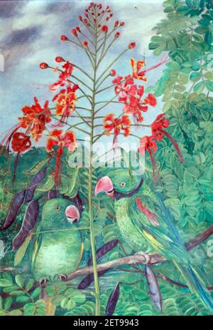 La seule illustration connue des paraquets des Seychelles éteints peints par Marianne Nord . Banque D'Images