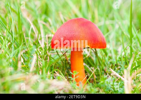 Un corps fruité de cichapeau de scarlet (Hygrocybe coccinea) qui pousse dans les prairies du domaine de Longshaw dans le parc national de Peak District, dans le Derbyshire. Oct Banque D'Images