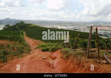 Route de terre le long des plantations de café dans les montagnes près de la ville de Da Lat, Vietnam, août 2015 Banque D'Images