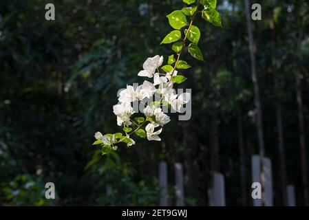 Le Bangladesh est une terre de différents types de fleurs et d'arbres. Banque D'Images