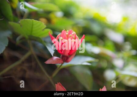 Le Bangladesh est une terre de différents types de fleurs et d'arbres. Banque D'Images