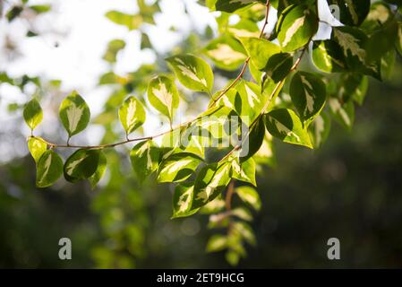 Le Bangladesh est une terre de différents types de fleurs et d'arbres. Banque D'Images