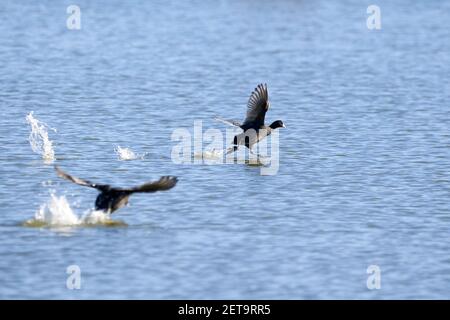 La course à pied eurasienne sur l'eau ( Fulica Atra ) Banque D'Images