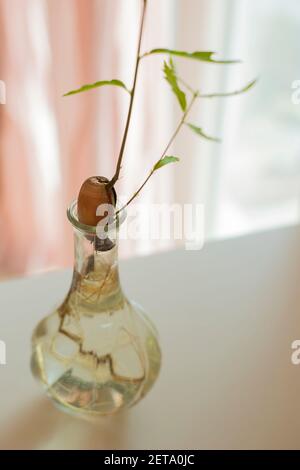 Chêne (Quercus robur) glands avec de minuscules feuilles vertes dans un petit vase en verre rempli d'eau. Décoration maison, inspiration naturelle. VERTIC Banque D'Images