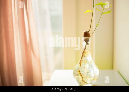 Chêne (Quercus robur) glands avec de minuscules feuilles vertes dans un petit vase en verre rempli d'eau. Décoration maison, inspiration naturelle. Banque D'Images