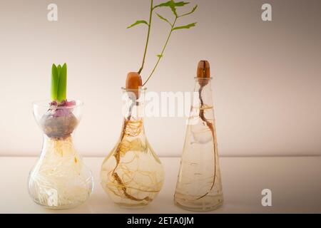 Chêne (Quercus robur) acorns avec de minuscules feuilles vertes et une ampoule de fleur, gerçante dans un petit vase en verre rempli d'eau. Décoration d'intérieur, natura Banque D'Images