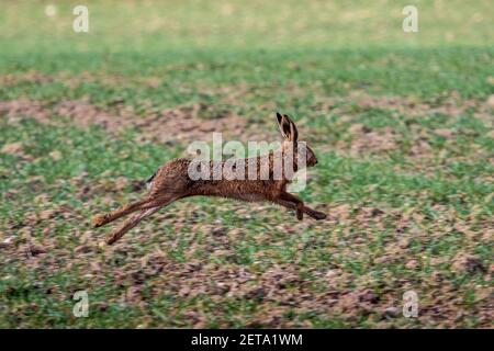 Running Hare - Lièvre européen traversant un champ dans le sud de l'Angleterre de Cambridgeshire. Marron Lièvre en cours d'exécution. Lepus europaeus. Banque D'Images