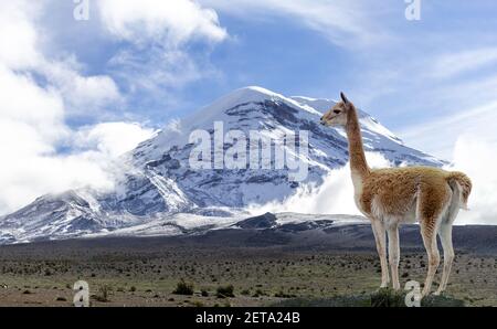 Vigogne solitaire debout au pied du volcan Chimborazo en Équateur. Voyage en Amérique du Sud Banque D'Images