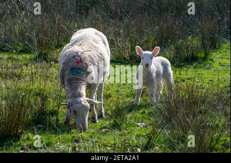 Denham, Buckinghamshire, Royaume-Uni. 1er mars 2021. Border Leicester agneaux profitant du soleil. Après un début ennuyeux ce matin, le soleil est sorti et c'était une belle journée chaude. Le 1er mars est le début officiel du printemps. Crédit : Maureen McLean/Alay Banque D'Images