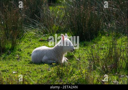 Denham, Buckinghamshire, Royaume-Uni. 1er mars 2021. Border Leicester agneaux profitant du soleil. Après un début ennuyeux ce matin, le soleil est sorti et c'était une belle journée chaude. Le 1er mars est le début officiel du printemps. Crédit : Maureen McLean/Alay Banque D'Images