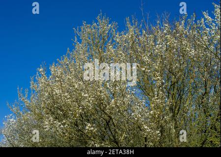 Denham, Buckinghamshire, Royaume-Uni. 1er mars 2021. Belle fleur et ciel bleu. Après un début ennuyeux ce matin, le soleil est sorti et c'était une belle journée chaude. Le 1er mars est le début officiel du printemps. Crédit : Maureen McLean/Alay Banque D'Images