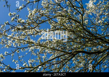 Denham, Buckinghamshire, Royaume-Uni. 1er mars 2021. Belle fleur et ciel bleu. Après un début ennuyeux ce matin, le soleil est sorti et c'était une belle journée chaude. Le 1er mars est le début officiel du printemps. Crédit : Maureen McLean/Alay Banque D'Images