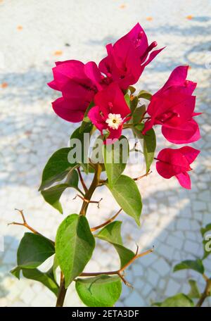 UDAIPUR, INDE - 14 févr. 2021 : bougainvillea est un genre de vignes ornementales, de buissons ou d'arbres. Il est originaire de l'est de l'Amérique du Sud, de Braz Banque D'Images