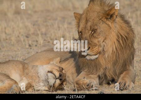 Un couple de lions qui se trouvent dans les prairies et se détendre dans le parc national d'Etosha en Namibie, en Afrique Banque D'Images