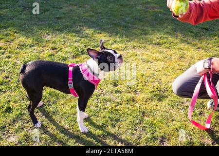 Chiot Boston Terrier portant un harnais rose. Debout sur l'herbe regardant un ballon de tennis tenu par un homme qui l'entraîne. Banque D'Images