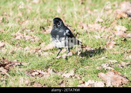 Recherche de Jackdaw (Corvus monedula) avec des plumes blanches Banque D'Images