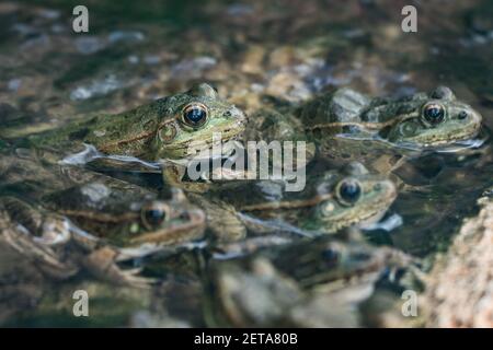 Grenouilles léopard des plaines, Lithobates yavapaiensis, dans le musée du désert de Sonoran en Arizona. Banque D'Images