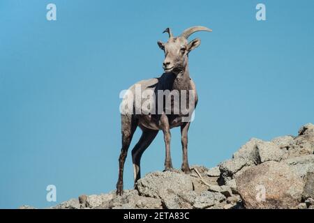 Un mouflon de Bighorn du désert féminin dans les montagnes désertiques accidentées du désert de Sonoran, dans le sud de la Californie. Banque D'Images