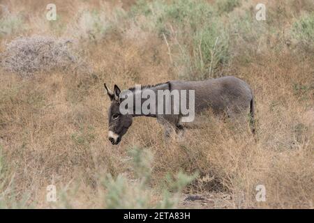 Burros sauvages, Equus africanus asinus, dans le canyon du fleuve Colorado, au nord de Parker, en Arizona. Banque D'Images