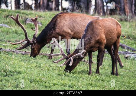 Deux wapitis de taureau broutent dans le parc national de Yellowstone dans le Wyoming, aux États-Unis. Leurs bois sont encore en velours comme ils grandissent et se développent. Banque D'Images