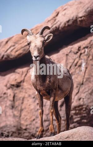 Un mouflon de Bighorn du désert féminin dans le musée du désert de Sonoran d'Arizona près de Tucson, Arizona. Banque D'Images