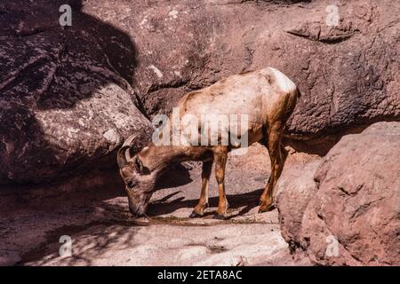 Un mouflon de Bighorn du désert féminin dans le musée du désert de Sonoran d'Arizona près de Tucson, Arizona. Banque D'Images