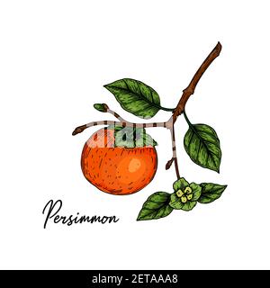 Brunch persimmon dessiné à la main avec fruits, feuilles et fleurs isolées sur fond blanc. Illustration vectorielle dans un style d'esquisse coloré Illustration de Vecteur