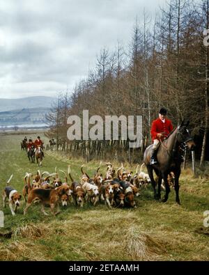 MAÎTRE DES ANNÉES 1970 DE FOXHOUNDS EN BLOUSON ROUGE SUR LES PISTES À CHEVAL THE PACK OF DOGS IN AUTUMN PAYSAGE CUB HUNTNG - KF8880 PHT001 HARS AVENTURE LOISIRS CANINES CUB LOISIRS MAÎTRE OCCUPATIONS L'ÉVASION COOQUE CHIC CHASSE AU RENARD CHASSE AU RENARD FOXHOUNDS COOPÉRATION CANINE DIRIGE L'ETHNIE CAUCASIENNE DE MAMMIFÈRE À L'ANCIENNE Banque D'Images