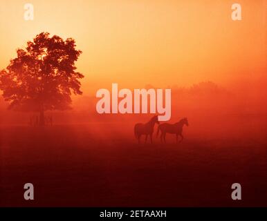 ANNÉES 1980 DEUX CHEVAUX DANS LE MATIN BRUMEUX ROUGE VIF INTENSE FLAMBOYANT PÂTURAGE ENSOLEILLÉ - KH3876 FRE001 BROUILLARD HARS RÊVE MAMMIFÈRES PAIN BRILLANT FOGGY PUISSANTE DIRECTION EQUUS DANS DE L'HUMEUR CONCEPTUELLE LEVER DE SOLEIL IMAGINATION BRUME LUMIÈRE SOLAIRE ÉQUINE COLT FILLY FOAL CROISSANCE INTENSE MAMMIFÈRE MARE ÉTALON TOGETHERSNESS ANIMAUX CHEVAL ARDENT À L'ANCIENNE Banque D'Images