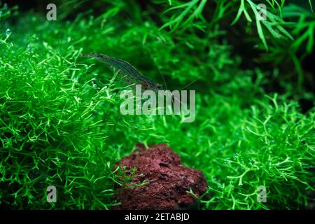 Caridina multidentata, crevettes Yamato, crevettes japonaises, crevettes Amano Banque D'Images