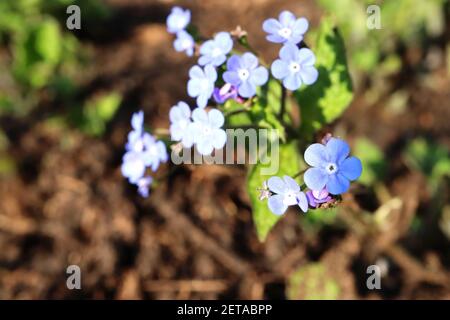 Brunnera macrophylla «Green Gold» Grand Forget-me-not Green Gold – sprays de fleurs bleu vif et de feuilles en forme de cœur en or vert, mars, Angleterre, Royaume-Uni Banque D'Images