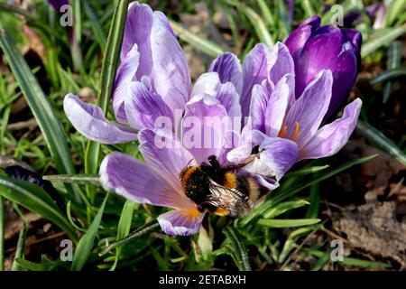 Crocus vernus ‘Pickwick’ Pickwick crocus – fleurs blanches à nervures violettes, mars, Angleterre, Royaume-Uni Banque D'Images