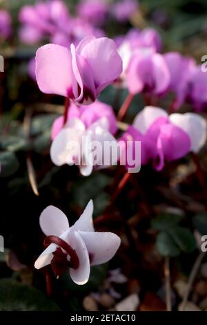 Cyclamen coum ‘Cyberia Mix’ rose, blanc, rose foncé pain de sowbread de l’est - petites fleurs aux pétales surélevés et feuilles rondes à motifs, mars, Angleterre, Royaume-Uni Banque D'Images