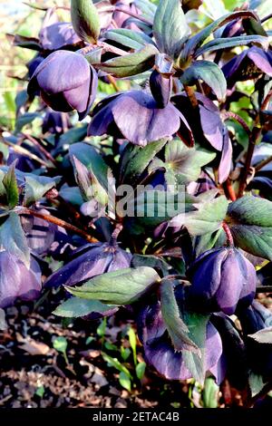 Helleborus x hybridus ‘Harvington Single Black’ hellebore simple Black – fleurs noires très violets avec des feuilles vertes profondes, mars, Angleterre, Royaume-Uni Banque D'Images