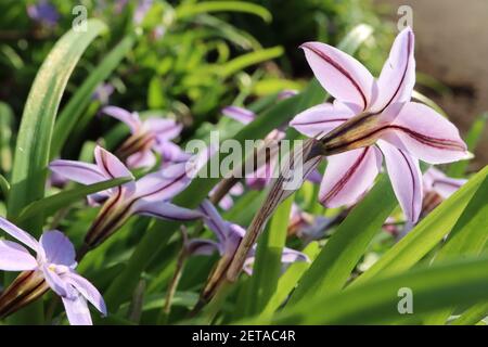 Tristagma uniflorum / Ipheion uniflorum ‘Charlotte Bishop’ fleur de printemps blanche – fleurs en forme d’étoile rose et feuillage herbacé, mars, Angleterre, Banque D'Images